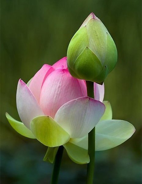 Лотос - лотос, цветы - оригинал