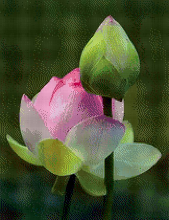 Лотос - лотос, цветы - предпросмотр