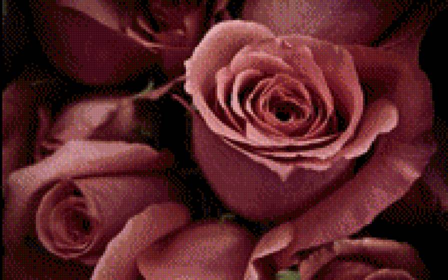 Роза чайная - предпросмотр