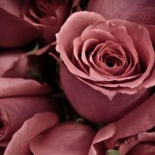 Роза чайная