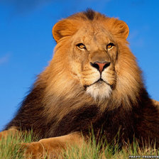 Схема вышивки «№450593»