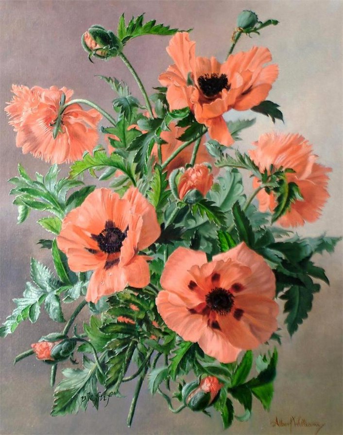 маки - цветы, маки - оригинал