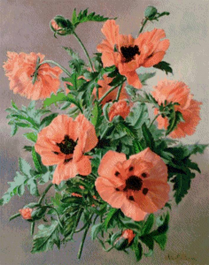 маки - маки, цветы - предпросмотр