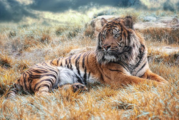 Серия "Большие кошки" - животные, кошки, тигры - оригинал