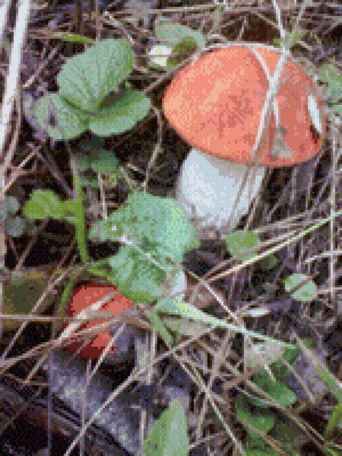 Подосиновик - предпросмотр