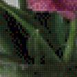 Предпросмотр схемы вышивки «букет тюльпанов» (№450956)