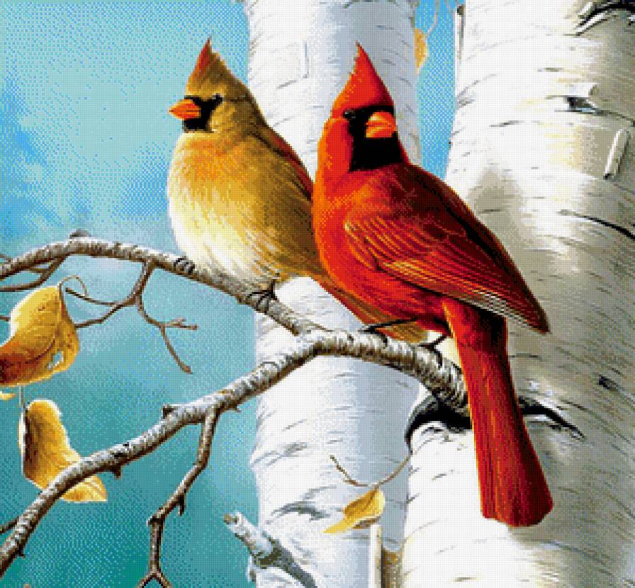 Кардиналы - кардиналы, птицы - предпросмотр