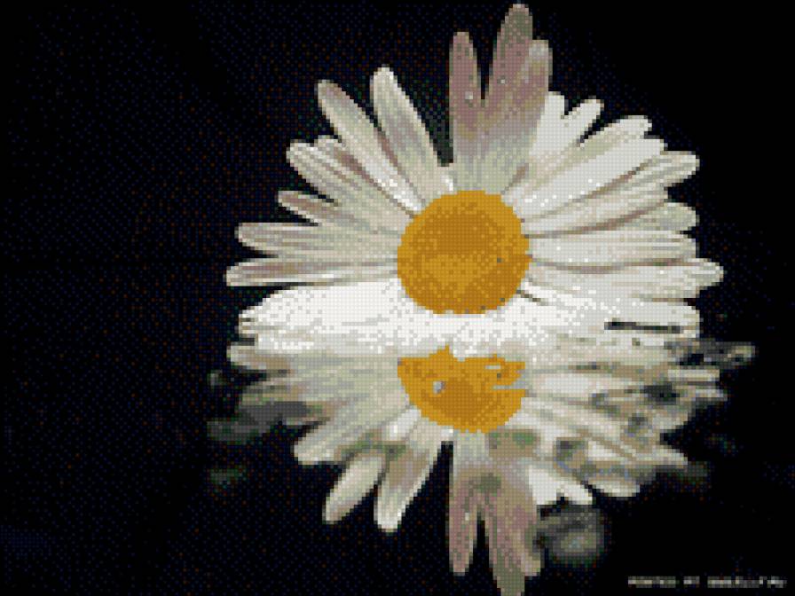 отражение - ромашка отражение - предпросмотр