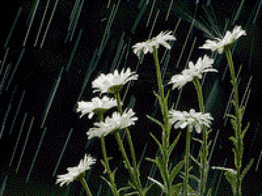 дождь - ромашки дождь - предпросмотр