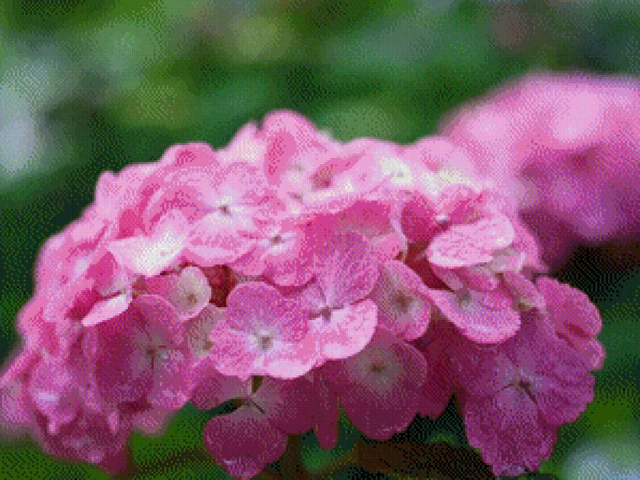 цветы - цветы - предпросмотр