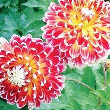 Схема вышивки «№451483»