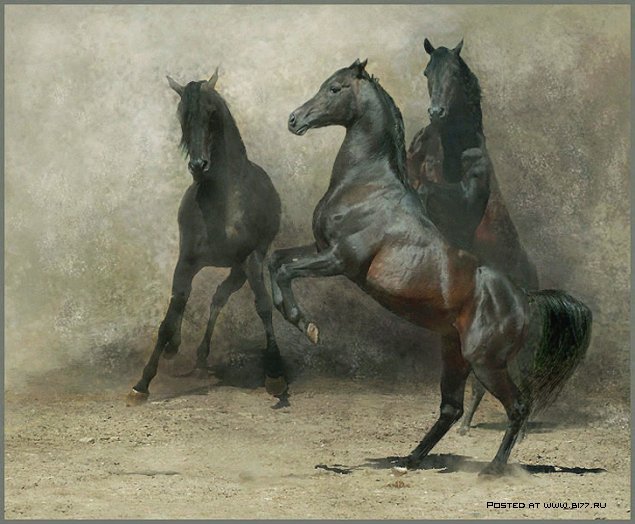 лошади - оригинал