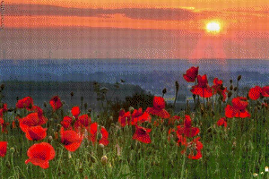 маки на закате - предпросмотр