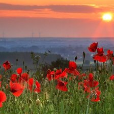 Схема вышивки «маки на закате»