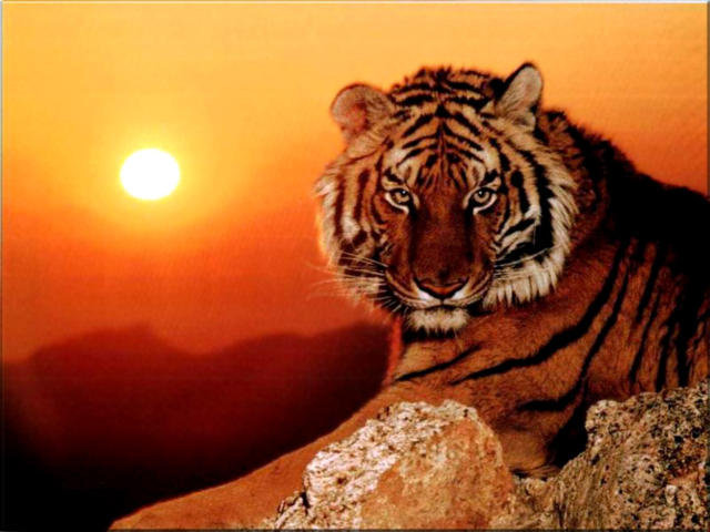 №451986 - оригинал