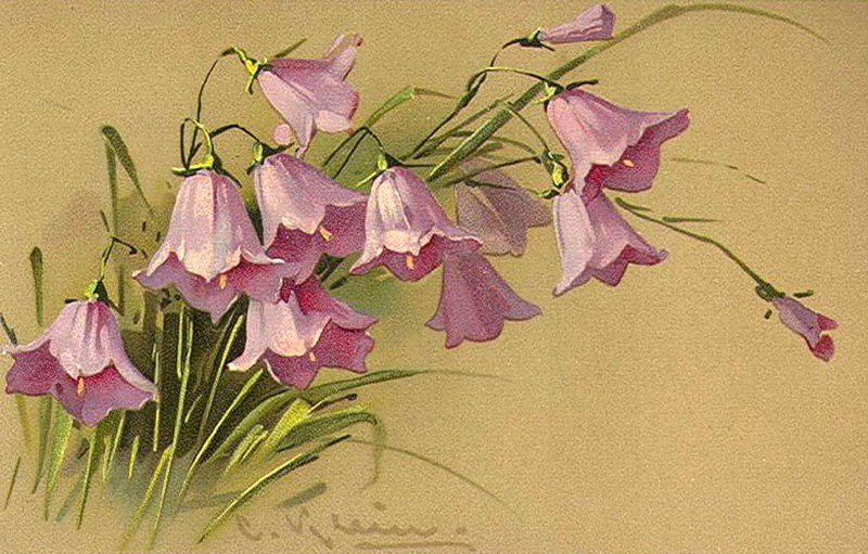 Колокольчики - цветы, колокольчики - оригинал