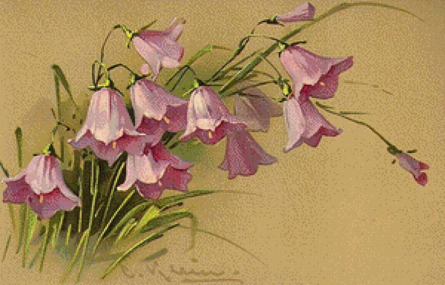 Колокольчики - цветы, колокольчики - предпросмотр