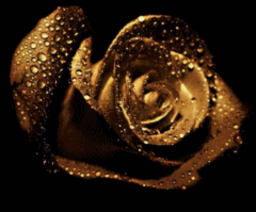 Шоколадная роза - цветок роза - предпросмотр