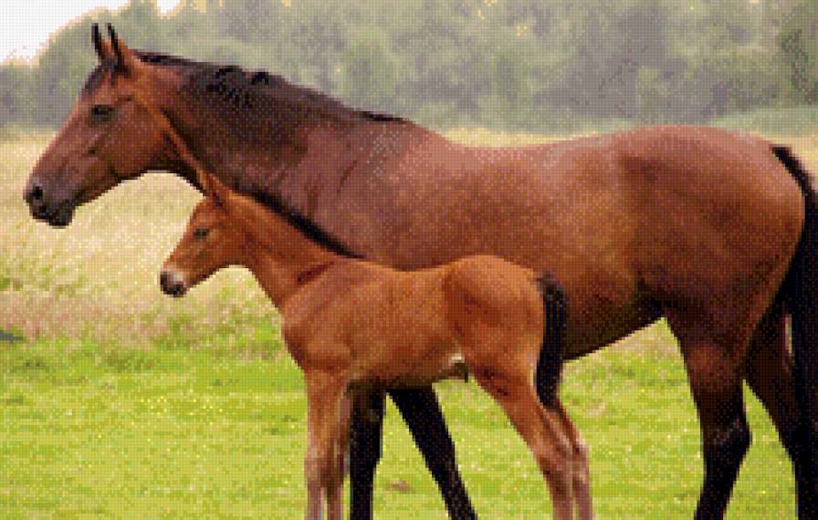 №452319 - лошади - предпросмотр