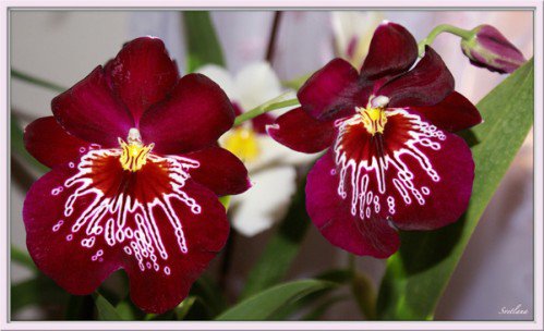 №452398 - цветы - оригинал