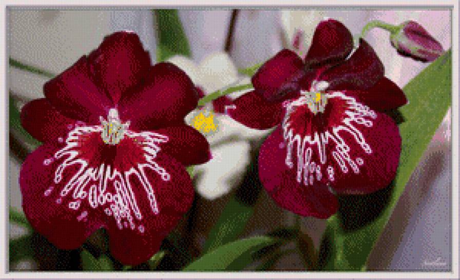 №452398 - цветы - предпросмотр