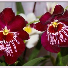 Схема вышивки «№452398»