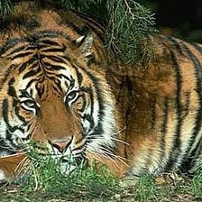 Схема вышивки «Тигр»