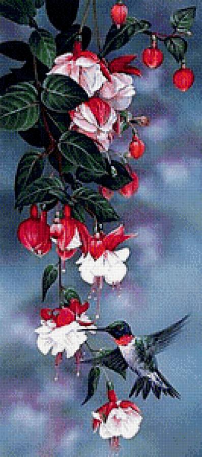 Фуксия и колибри - птичка, колибри, фуксия, цветы - предпросмотр