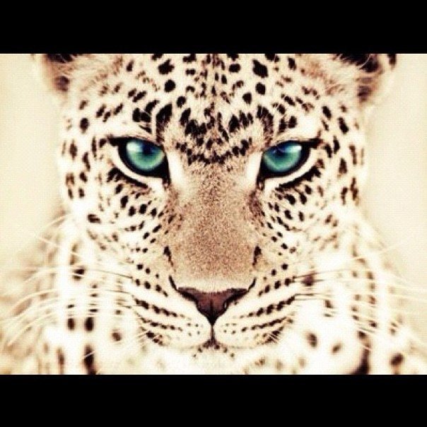 №452719 - кошки - оригинал