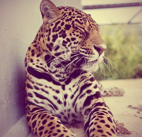 №452724 - леопард, кошки - оригинал