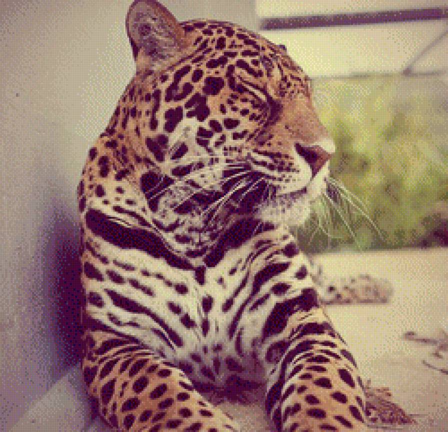 №452724 - кошки, леопард - предпросмотр