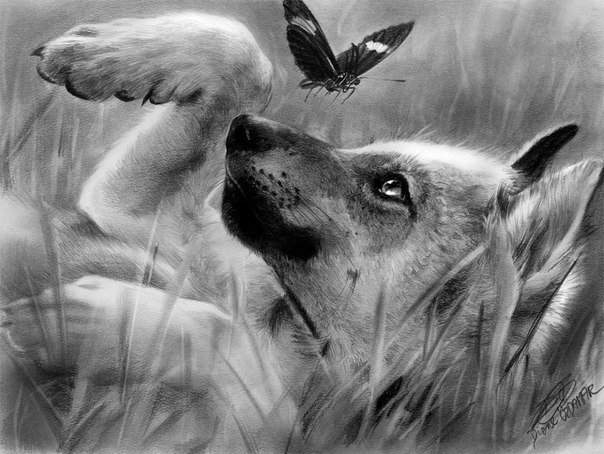 волченок - оригинал