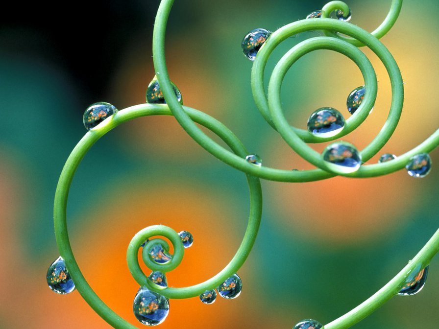 Капельки росы - растения, дождь, природа - оригинал