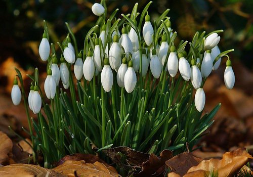 Подснежники - цветы - оригинал