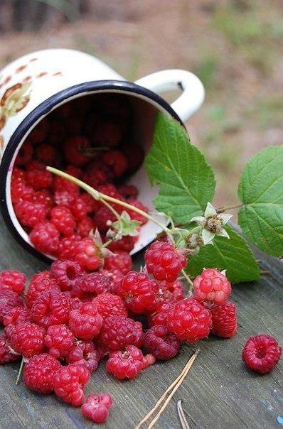 №453351 - оригинал