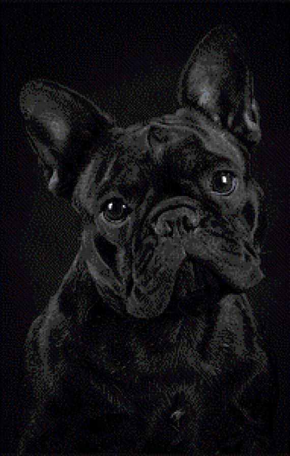 №453566 - собаки - предпросмотр