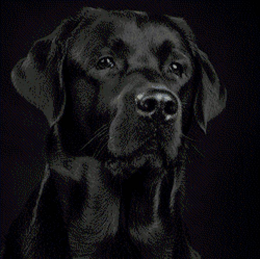 №453568 - собаки - предпросмотр