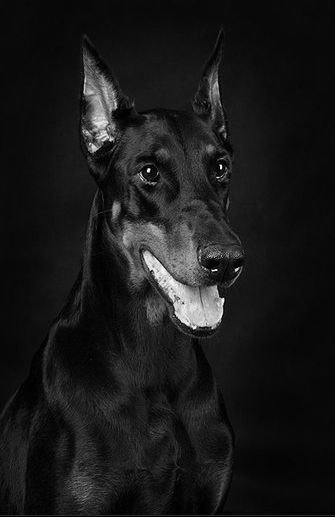 №453573 - собаки - оригинал