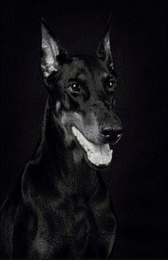 №453573 - собаки - предпросмотр