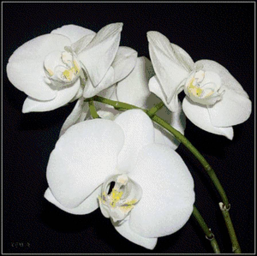 №453831 - цветы - предпросмотр