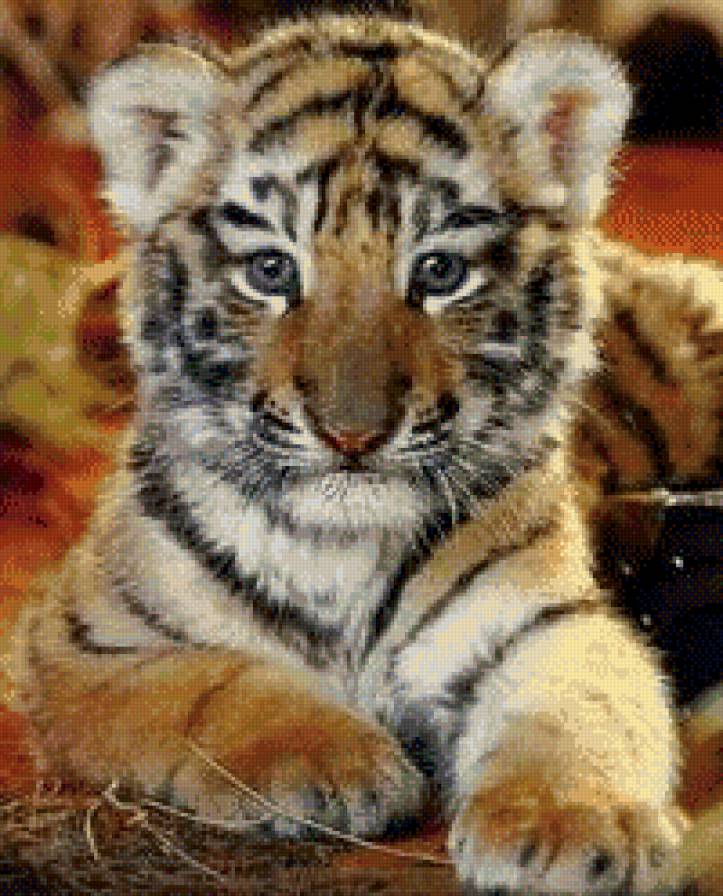 тигренок - кошки, тигры - предпросмотр