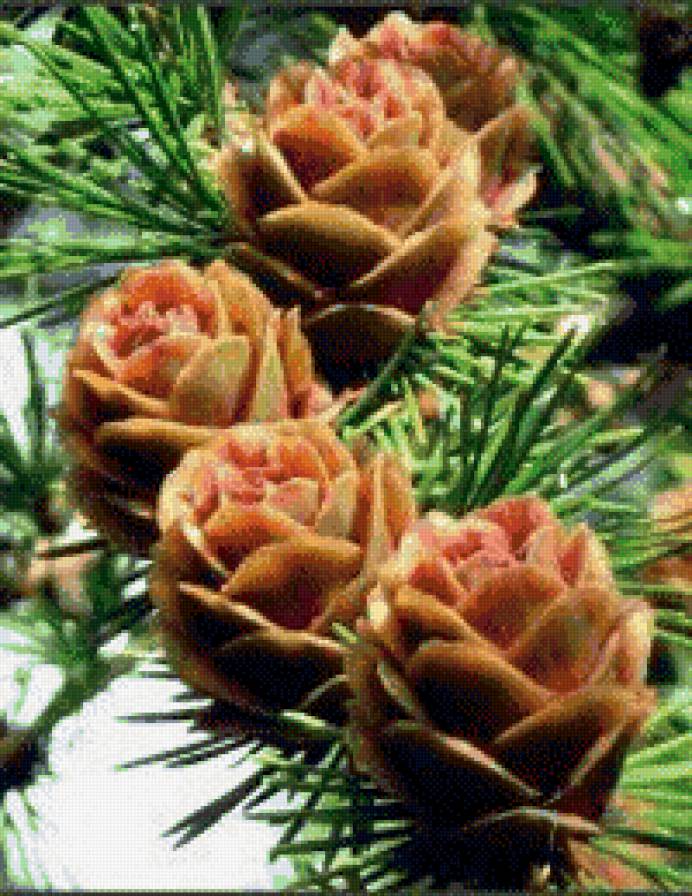 пихта - пихта, шишки - предпросмотр