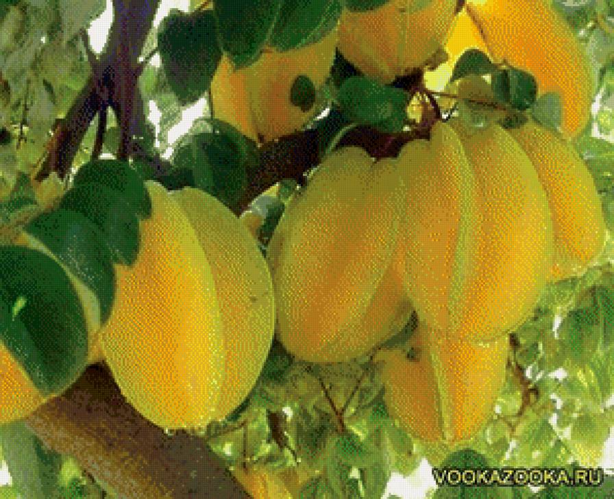 №454495 - фрукты - предпросмотр