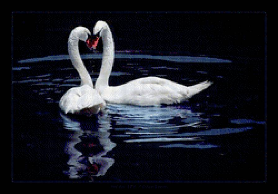 лебединая верность - предпросмотр