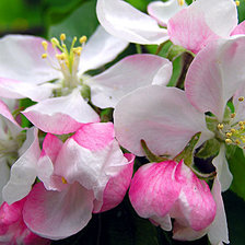 Схема вышивки «Из цикла цветущие ветки»