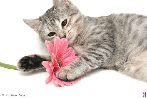 Чудо с цветом - цветы, кошка - оригинал