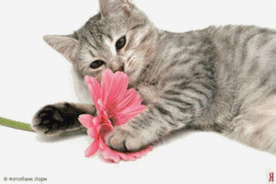 Чудо с цветом - кошка, цветы - предпросмотр