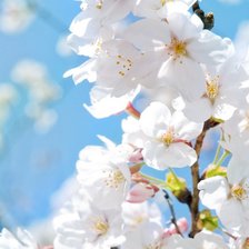 Из цикла цветущие ветки