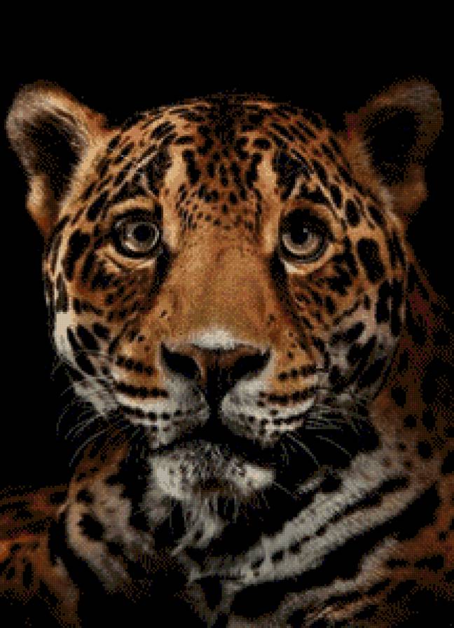 гепард - предпросмотр