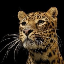 Схема вышивки «№454773»